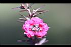 松紅梅-花15.jpg