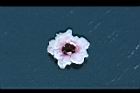 松紅梅-花16.jpg
