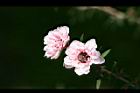 松紅梅-花17.jpg