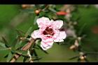 松紅梅-花18.jpg