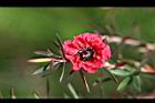 松紅梅-花19.jpg