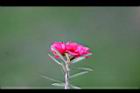 松紅梅-花20.jpg