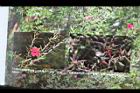 松紅梅04.jpg