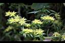 松葉佛甲草-花5.jpg