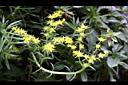 松葉佛甲草14.jpg