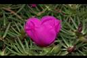 松葉牡丹-花側00.JPG