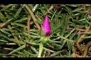 松葉牡丹-花苞01.JPG