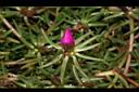 松葉牡丹-花苞02.JPG