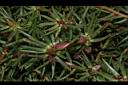 松葉牡丹-葉00.JPG