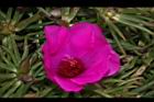 松葉牡丹-花16.JPG