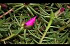 松葉牡丹-花苞00.JPG