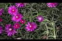 松葉菊-冰晶花0.JPG