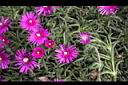 松葉菊-冰晶花1.JPG