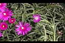 松葉菊-冰晶花2.JPG