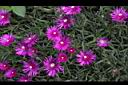 松葉菊-花00.JPG