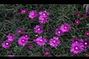 松葉菊-花01.JPG
