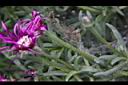 松葉菊-花莖00.JPG