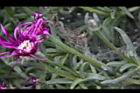 松葉菊-花莖01.JPG