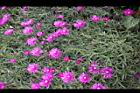 松葉菊03.JPG