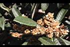 枇杷-花07.jpg