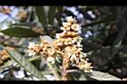 枇杷-花30.jpg