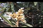枇杷-花31.jpg