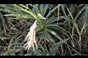 林投-雄花08.JPG