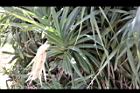 林投-雄花10.JPG