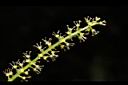 枯里珍-雄花07.JPG