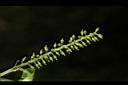 枯里珍-雌花06.JPG
