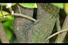 枯里珍-莖01.jpg