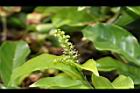 枯里珍-雄花01.JPG