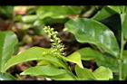 枯里珍-雄花02.JPG