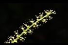 枯里珍-雄花06.JPG