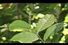 枯里珍-雌花00.JPG