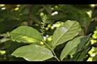 枯里珍-雌花01.JPG