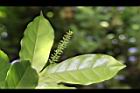 枯里珍-雌花02.JPG