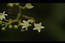 枳椇-花21.JPG