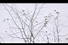 枳椇-枝01.JPG