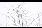 枳椇-枝04.JPG