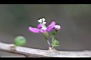 枸杞-花0.jpg
