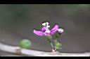 枸杞-花1.jpg