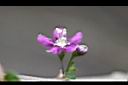 枸杞-花4.jpg