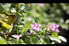 枸杞-花06.jpg