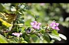 枸杞-花07.jpg