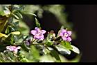 枸杞-花09.jpg