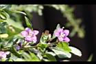 枸杞-花10.jpg