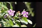 枸杞-花12.jpg