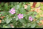 枸杞-花17.jpg
