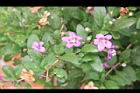 枸杞-花18.jpg